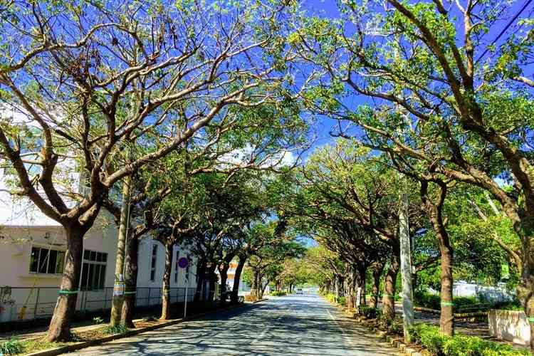 沖縄うるま市緑町の並木道