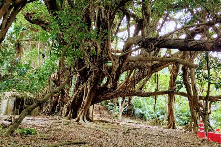 沖縄最大級ガジュマルの樹