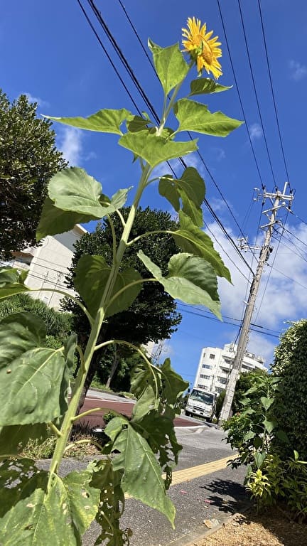 沖縄占いチュチュうるま店の向日葵