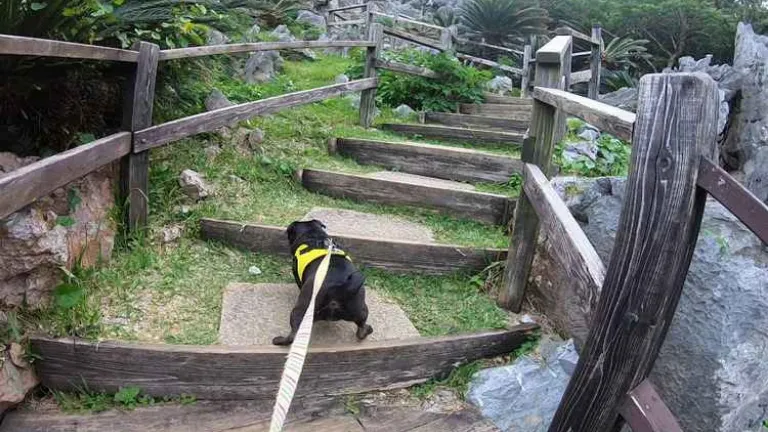 大石林山を散歩